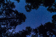 stock-photo-25269032-evergreen-trees-with-stars